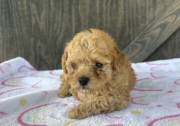 Red toy akc