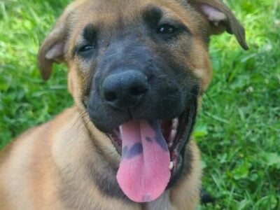 Female german shepherd mix
