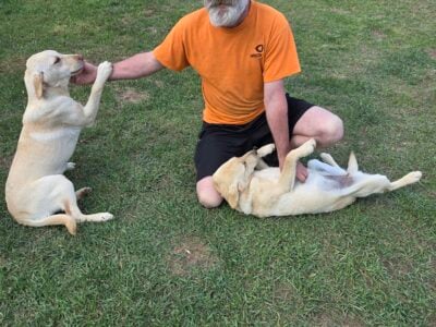 2 Female Yellow Labrador Pups