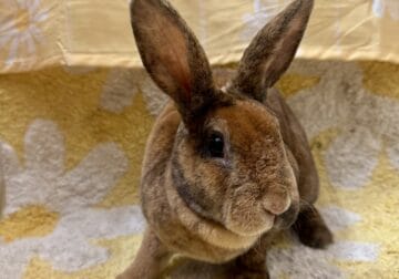 Harlequin mini rex