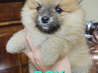 Pomeranian puppies
