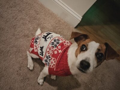 Jack Russell Female 3 yrs