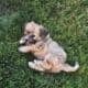 Shih Tzu Poodle Mix Male Puppy