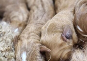 Red F1 Labradoodles Puppies