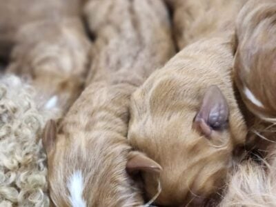 Red F1 Labradoodles Puppies