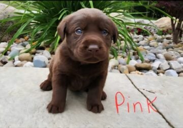 Labrador Retriever pups for sale