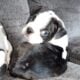 BOSTON TERRIER PUPPIES