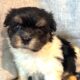 Female Havanese AKC registered Female Snickers