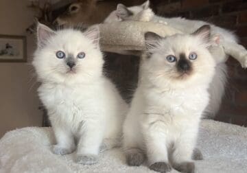 RAGDOLL KITTENS MALE AND FEMALE