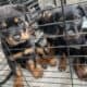 Rottweiler pups akc