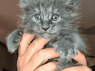 Maine Coon kittens