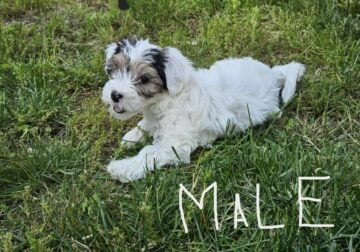 Morkie Pups Available – D.O.B. 04/01/25