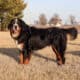 Full AKC Registration – Beau