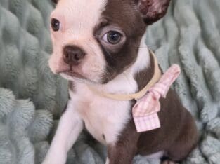 Fern Boston Terrier Female Puppy
