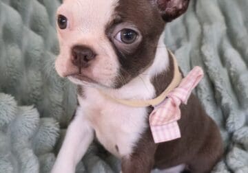 Fern Boston Terrier Female Puppy
