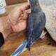 Cobalt Violet Ringneck