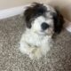🐾 Meet Charlie – Your New Best Friend! 🐾