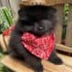 Akc Show Quality Boy Pomeranian