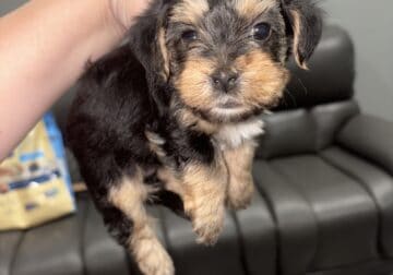 Morkie