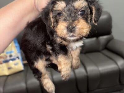 Morkie