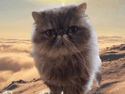Flat Face Female Persian Kitten Wanted