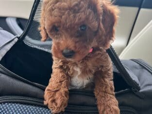 Rosie F1B Toy goldendoodle