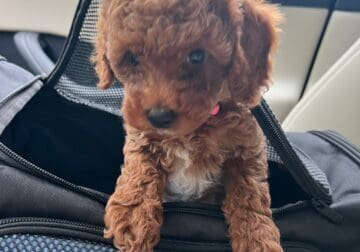 Rosie F1B Toy goldendoodle