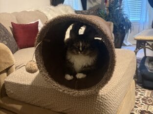 Free domestic, longhair, male cat