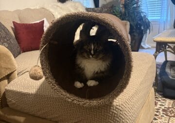 Free domestic, longhair, male cat