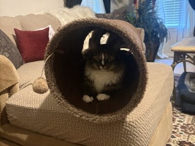 Free domestic, longhair, male cat