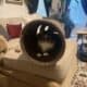 Free domestic, longhair, male cat