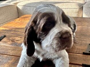 English pringer spaniels 4 girls left AKC register