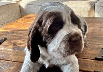English pringer spaniels 4 girls left AKC register