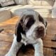 English pringer spaniels 4 girls left AKC register
