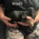 Puppies