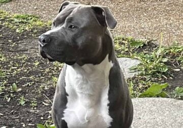 XL American Bully x APBT puppies!