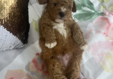 Adorable F1B mini bernedoodle pup