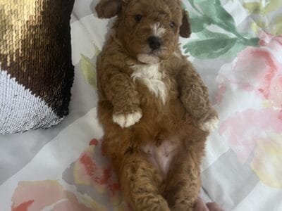 Adorable F1B mini bernedoodle pup