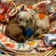 Goldendoodles