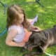 Loving Chocolate Lab in need of home