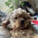 18 month old American Cocker Spaniel for sell