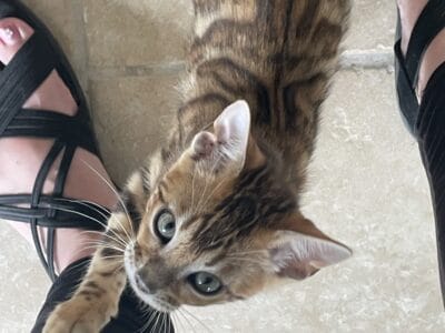 Beautiful Bengal Kitten