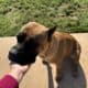 1 year old AKC registered female