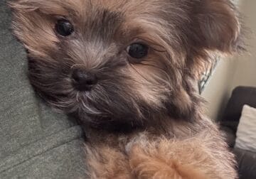 Morkie