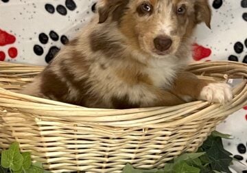 AKC / ASCA Australian Shepherd male puppies