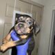 Tri bully pitbull puppies