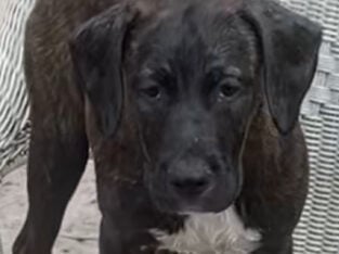 Italian Mastiff/ Dogo de Bourgeois