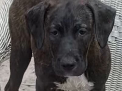 Italian Mastiff/ Dogo de Bourgeois