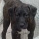 Italian Mastiff/ Dogo de Bourgeois