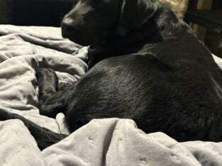Two brothers